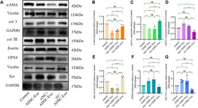 Human adipose mesenchymal stem cell-derived exosomes alleviate fibrosis by restraining ferroptosis in keloids